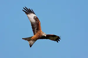 David Kilbey: Red Kite - adult in flight
