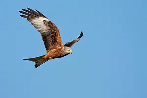 David Kilbey: Red Kite - adult in flight