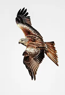 Mario Cea: Red Kite adult in flight