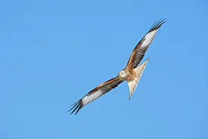 Jake Stephen: Red Kite adult in flight