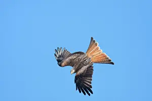 David Kilbey: Red kite - adult in flight - diving catching early