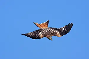 David Kilbey: Red kite - adult in flight - diving in early morning sun