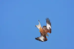 David Kilbey: Red Kite - adult in flight diving showing underside