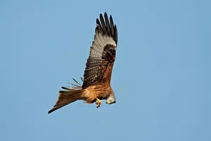 David Kilbey: Red Kite - adult in flight feeding on the wing