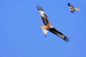 David Kilbey: Red kite - adults in flight soaring