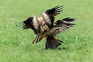 Migrans: Red Kite - attacking Black Kite on ground (Milvus