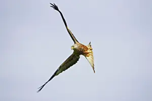 Banking: Red Kite - banking in flight
