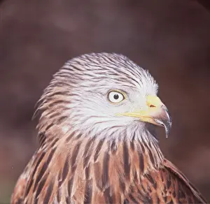 Zdenek Tunka: RED KITE - close-up of head