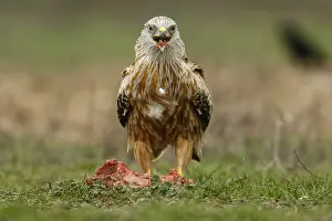 Kites: Red Kite - feeding on field floor - Castilla