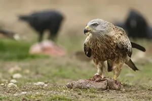 Kites: Red Kite - feeding on field floor - Castilla
