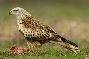 Kites: Red Kite - feeding on field floor - Castilla