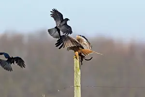 Mobbed: Red Kite - on fence post with carrion - being mobbed