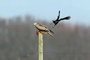Mobbed: Red Kite - on fence post with carrion - being mobbed