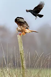 Mobbed: Red Kite - on fence post with carrion - being mobbed