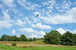 Jake Stephen: Red Kite in flight