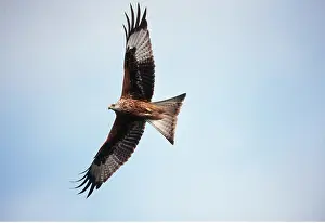 Kite: RED KITE - in flight