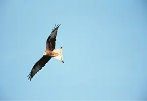 Kite: RED KITE - in flight
