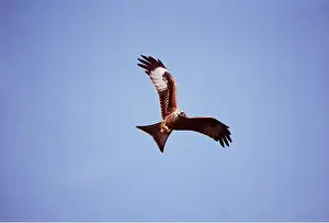 Kite: RED KITE - in flight