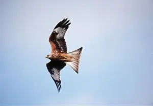 Kite: RED KITE - in flight