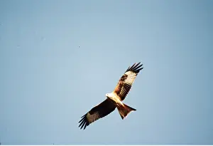 Kite: RED KITE - in flight