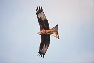 Kite: RED KITE - in flight, from below, with wings spread