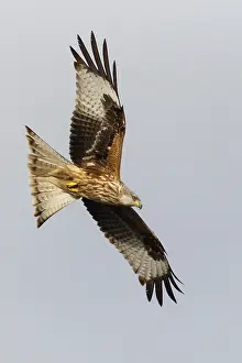 060318: Red Kite - in flight - Catile and Leon, Spain