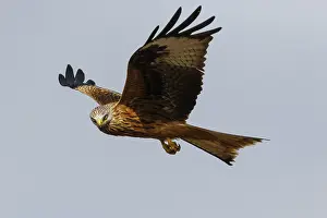 060318: Red Kite - in flight - Catile and Leon, Spain