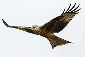 Milano: Red Kite - in flight - Catile and Leon, Spain