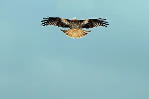 Rich Thomas: Red Kite - in flight from above Gigrin Farm Powys