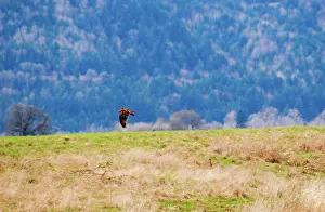 Portland: Red Kite in Flight, Oregon