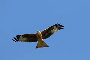 Kites: Red Kite flight Red Kite adult in flight Germany
