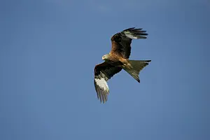 Rspb: Red Kite - in flight at RSPB feeding site