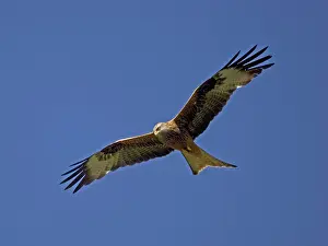 Rspb: Red Kite in flight at RSPB site Wales