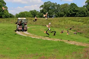 Tractors: Red Kite - flock being fed by farmer from back of tractor