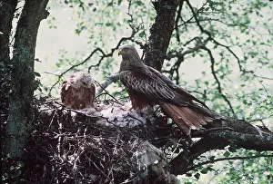 Kite: RED KITE - and juvenile at nest