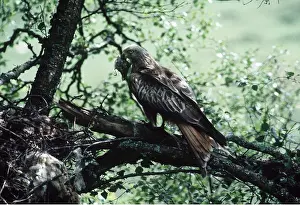 Kill: RED KITE - and kill in beak at nest