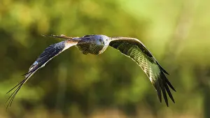 Milvus: Red Kite, Milvus milvus, bird in flight