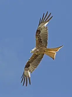 Tags: Red kite Milvus milvus in flight Bellymack Kite