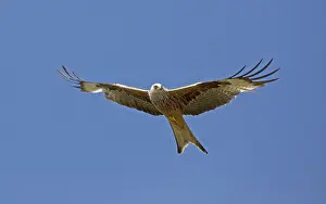 Tags: Red kite Milvus milvus in flight Bellymack Kite