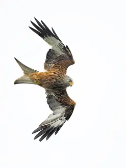 Eifel: Red Kite (Milvus milvus) in flight against a wh