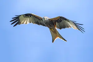 Eifel: Red Kite (Milvus milvus) fly-by, Germany, Eifel