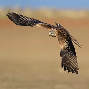 Milvus: Red kite (Milvus milvus), flying over a field, Extremadura