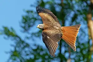 Milvus: Red kite (Milvus milvus) flying, Germany, Europe