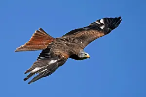 Milvus: Red kite (Milvus milvus) flying, Germany, Europe