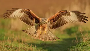 Milvus: Red kite (Milvus milvus), flying over a meadow in