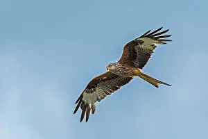 Thomas Marent: Red Kite (Milvus milvus) flying, Rotmilan, Switz