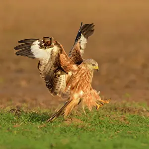 Milvus: Red kite (Milvus milvus), landing in a meadow, Extremadura
