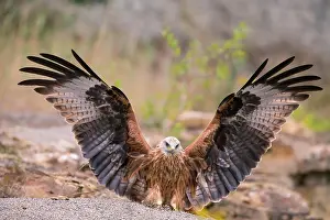 Milvus: Red kite (Milvus milvus) lands with open wings