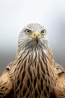 Milvus: Red kite (Milvus milvus), portrait, Lower Austria