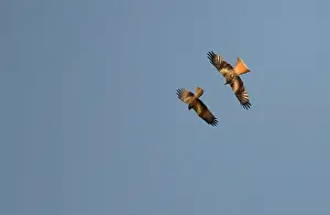 Pursue: Red Kite (Milvus milvus) scolding a Black Kite (Milvus
